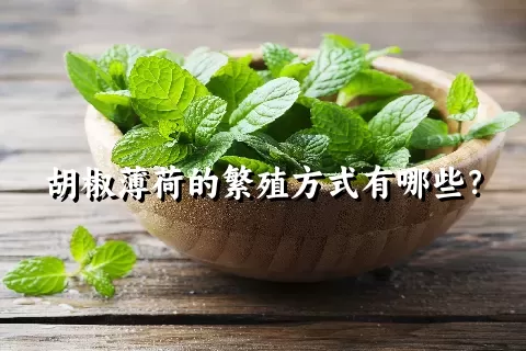 胡椒薄荷的繁殖方式有哪些？