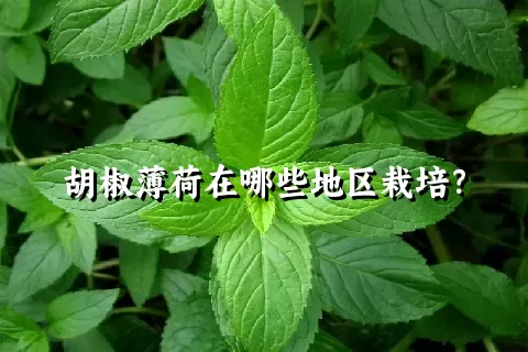 胡椒薄荷在哪些地区栽培？