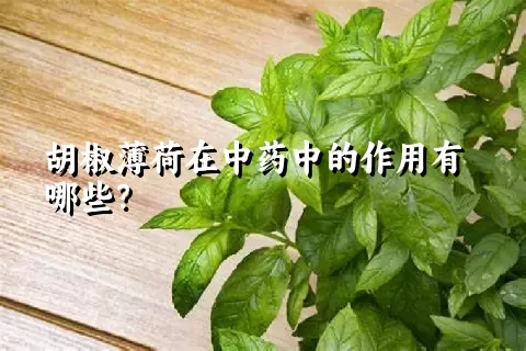 胡椒薄荷在中药中的作用有哪些？