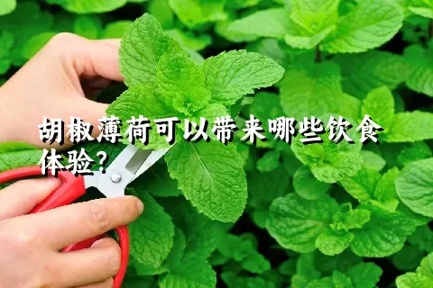 胡椒薄荷可以带来哪些饮食体验？