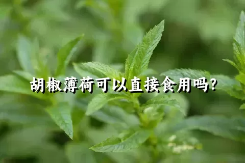 胡椒薄荷可以直接食用吗？