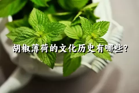 胡椒薄荷的文化历史有哪些？