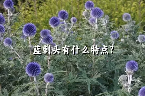 蓝刺头有什么特点?