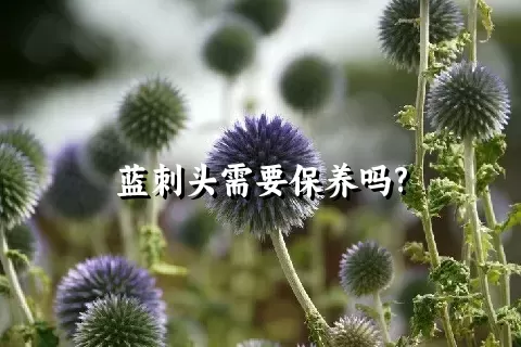 蓝刺头需要保养吗?