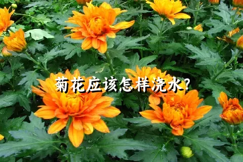 菊花应该怎样浇水？