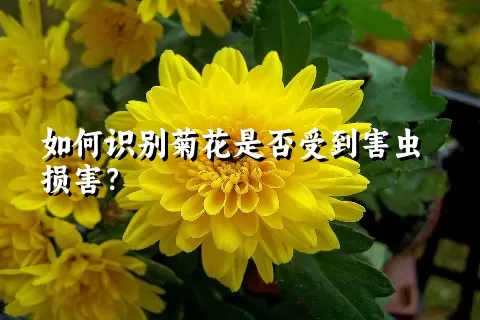 如何识别菊花是否受到害虫损害？