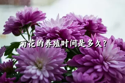 菊花的养殖时间是多久？