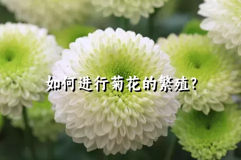 如何进行菊花的繁殖？