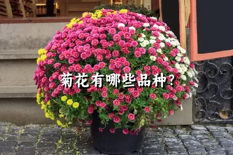 菊花有哪些品种？