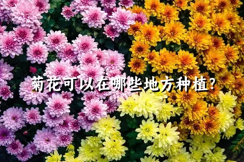 菊花可以在哪些地方种植？