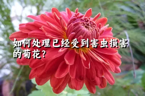 如何处理已经受到害虫损害的菊花？