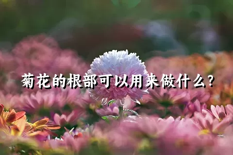 菊花的根部可以用来做什么？