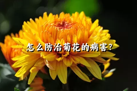 怎么防治菊花的病害？