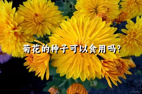 菊花的种子可以食用吗？