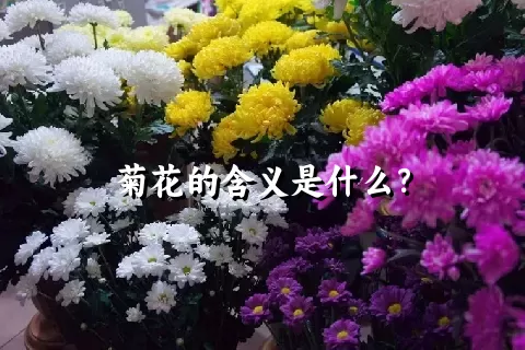 菊花的含义是什么？