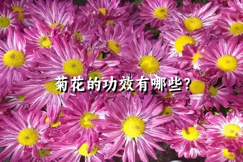 菊花的功效有哪些？