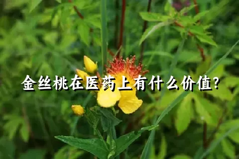 金丝桃在医药上有什么价值？