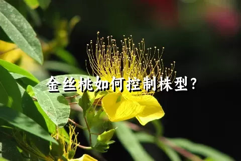 金丝桃如何控制株型？