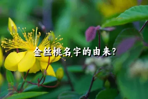 金丝桃名字的由来？