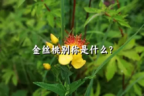 金丝桃别称是什么？