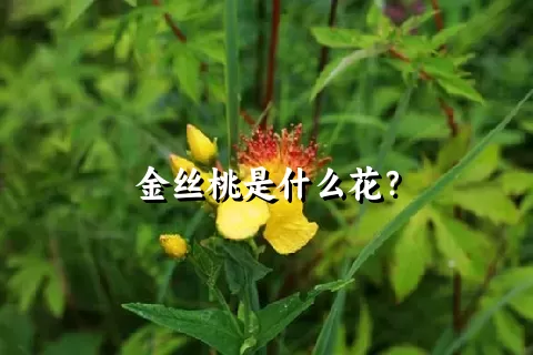 金丝桃是什么花？