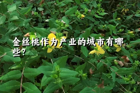 金丝桃作为产业的城市有哪些？