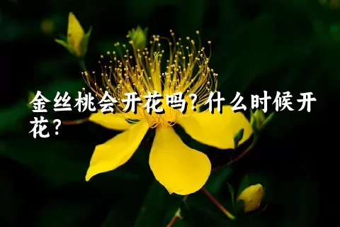 金丝桃会开花吗？什么时候开花？