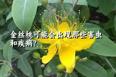 金丝桃可能会出现那些害虫和疾病？