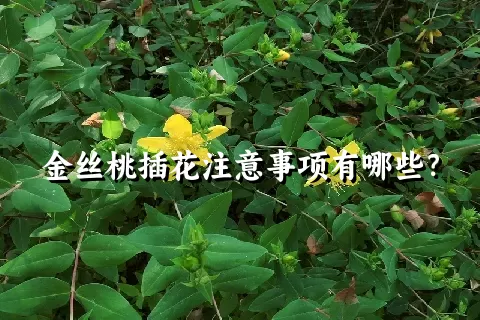 金丝桃插花注意事项有哪些？