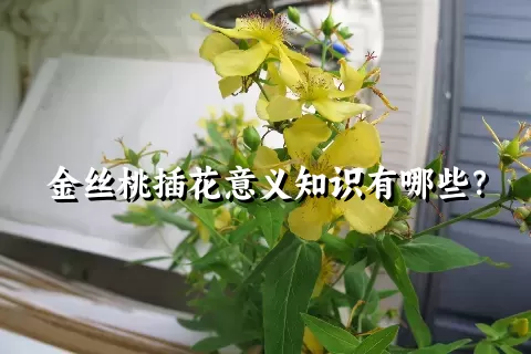 金丝桃插花意义知识有哪些？