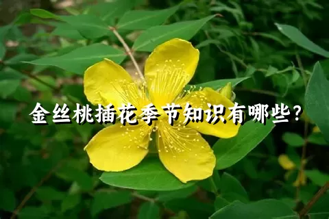 金丝桃插花季节知识有哪些？