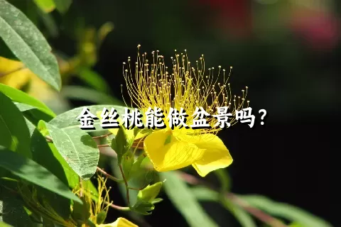 金丝桃能做盆景吗？