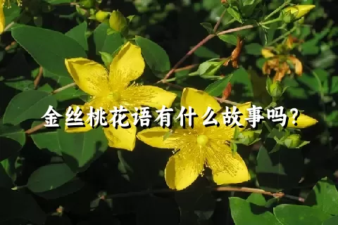 金丝桃花语有什么故事吗？