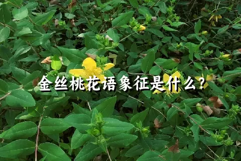 金丝桃花语象征是什么？