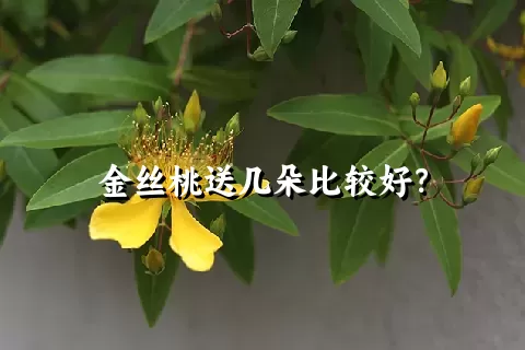 金丝桃送几朵比较好？