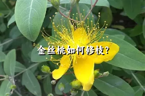 金丝桃如何修枝？