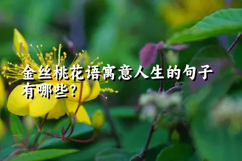 金丝桃花语寓意人生的句子有哪些？