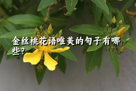 金丝桃花语唯美的句子有哪些？