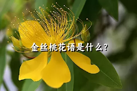 金丝桃花语是什么？