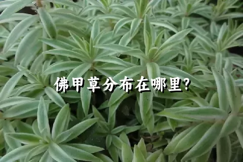 佛甲草分布在哪里?