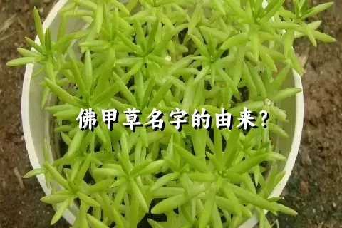 佛甲草名字的由来？