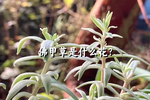 佛甲草是什么花？