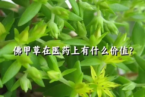 佛甲草在医药上有什么价值？