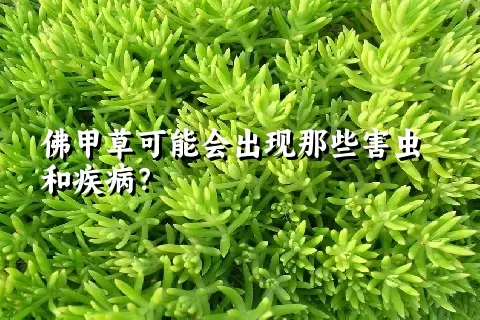 佛甲草可能会出现那些害虫和疾病？