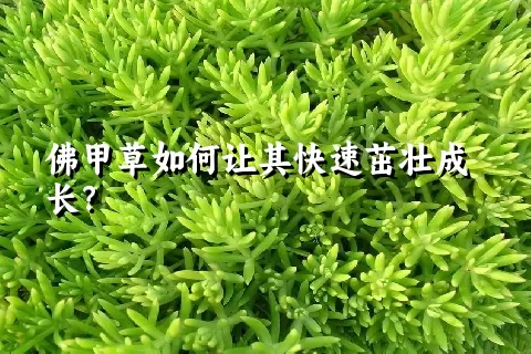 佛甲草如何让其快速茁壮成长？