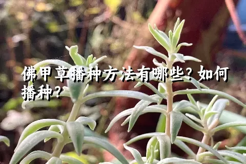 佛甲草播种方法有哪些？如何播种？