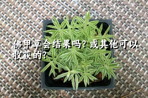 佛甲草会结果吗？或其他可以收获的？