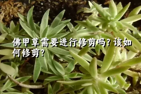 佛甲草需要进行修剪吗？该如何修剪？