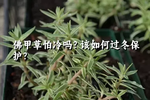 佛甲草怕冷吗？该如何过冬保护？