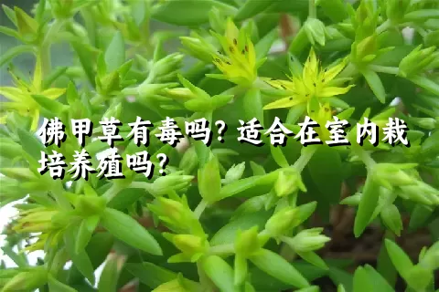 佛甲草有毒吗？适合在室内栽培养殖吗？